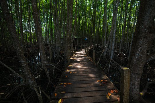 Tranquil Mangrove Pathway in Thung Prong Forest, Rayong Province