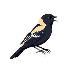 Fototapeta premium Blackbird with Yellow Patch on Wing, Singing, Isolated on White Background