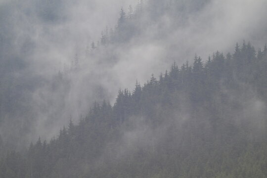 misty forested coastline in the morning near Juneau, Alaska, ship to shore viewpoint