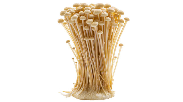 Cluster of enoki mushrooms with thin stems and small caps, isolated on transparent background