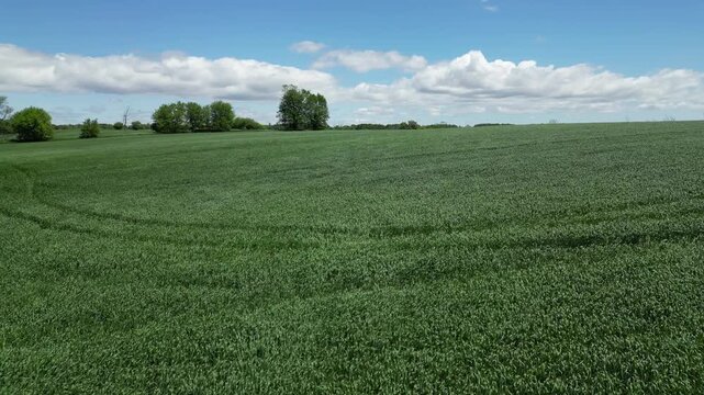 Tall green grass swaying in the wind - Hautes herbes vertes ondulants sous le vent