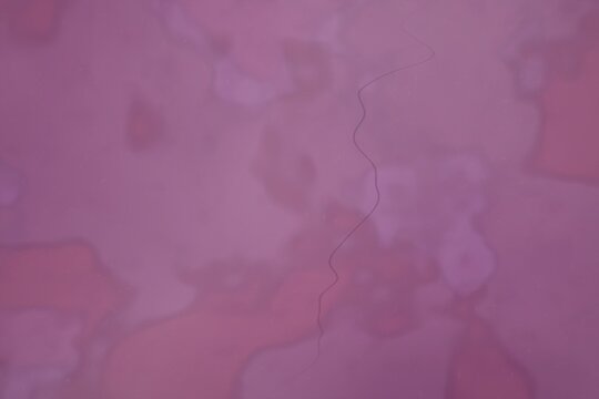 Single strand of dark hair on pink background