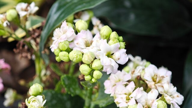 Kalanchoe blossfeldiana flower in garden.
