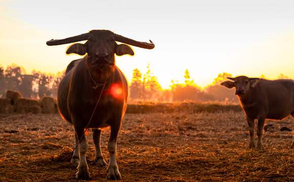 Swamp buffalo at a harvested rice field in Thailand. Buffalo mother and son stand at rice farm in the morning with sunlight. Domestic water buffalo in Southeast Asia. Domestic animal in countryside.