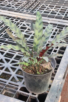 Goeppertia insignis, rattlesnake is a species of flowering, leaf plant