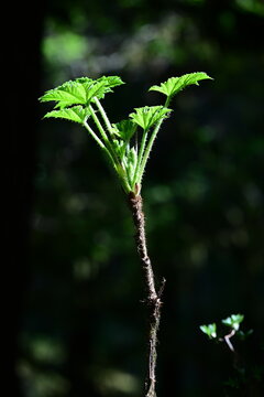 Devil's club plant that holds spiritual significance to Pacific Northwest indigenous peoples, medicine
