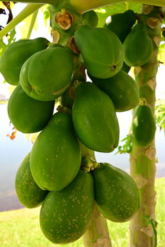 fresh papaya growing on a papaya tree in south Florida