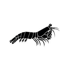 Fototapeta premium Detailed illustration of a shrimp.