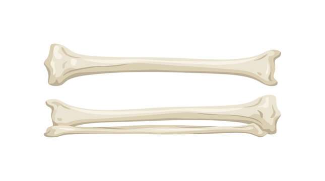 Tibia and Fibula Lower Leg Bones