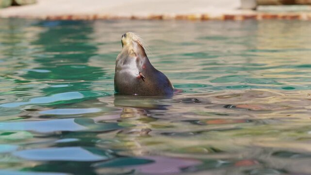 Curious Californian sea lion swimming and emerging from the water