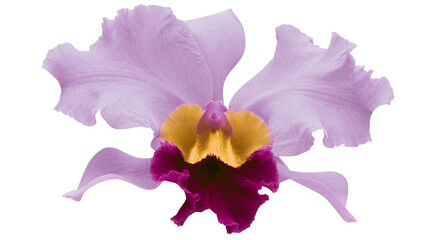 Naklejka premium Delicate lavender orchid with yellow and deep purple center, isolated on transparent background