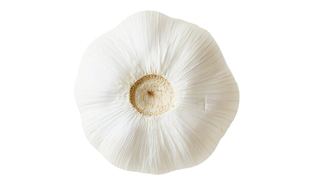 Whole white garlic bulb with textured papery skin, isolated on transparent background
