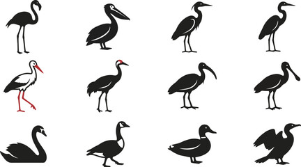 Set of silhouettes of various water birds and wild avian species. © nami8