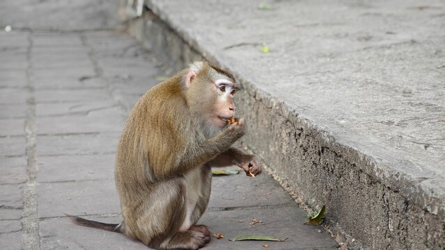 A Sitting Monkey on Road.