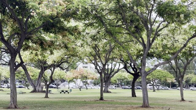 Cassia x nealiae (rainbow shower tree) is a cross between Cassia fistula and Cassia javacana. Honolulu, Oahu, Hawaii. Fabaceae or Leguminosae, commonly known as the legume, pea, or bean family.