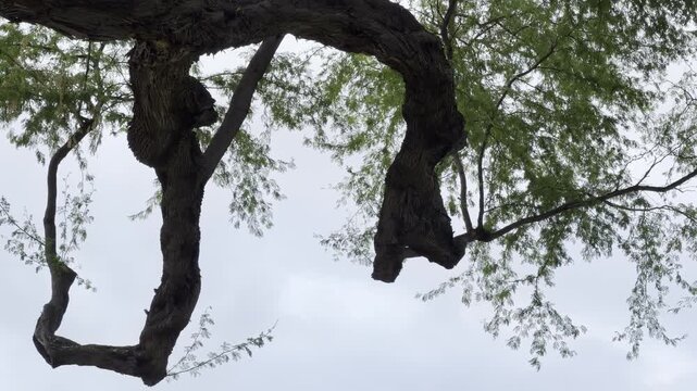 Neltuma pallida (formerly Prosopis pallida) is a species of mesquite tree. kiawe, huarango, American carob.  Honolulu, Oahu, Hawaii. 