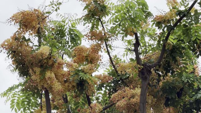 Cassia x nealiae (rainbow shower tree) is a cross between Cassia fistula and Cassia javacana. Honolulu, Oahu, Hawaii. Fabaceae or Leguminosae, commonly known as the legume, pea, or bean family.