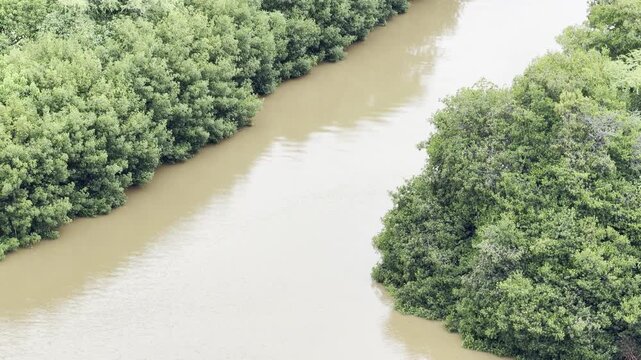 The Ala Wai Canal is an artificial waterway in Honolulu, Oahu, Hawaii which serves as the northern boundary of the tourist district of Waikiki.	Rhizophora mangle, also known as the red mangrove
