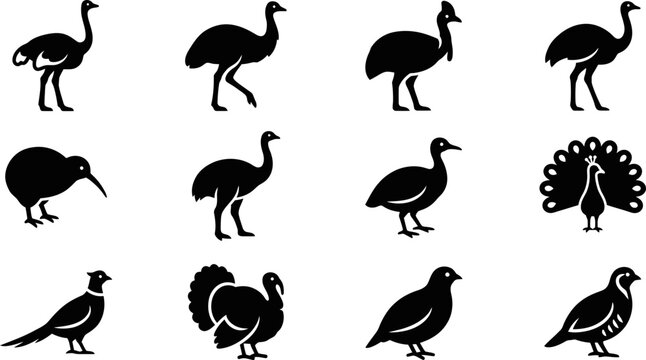 Collection of various bird silhouettes including ostrich kiwi peacock and turkey.