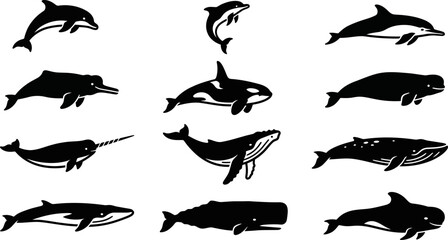 Set of black silhouette illustrations featuring various whale and dolphin species. © Dhea