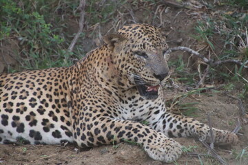 Naklejka premium elderly leopard