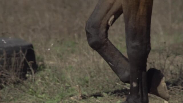 Slow motion close-up of a horse foreleg during outdoor exercise on a lunge line. Detailed equestrian footage focusing on anatomy, movement and balance.