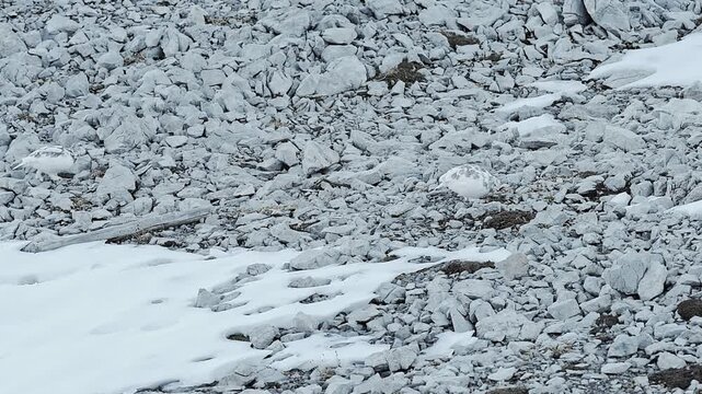 Two rock ptarmigan on stony ground in the autumn season (Lagopus muta)