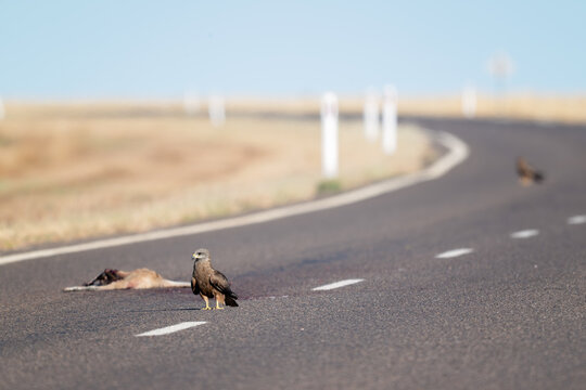 Black kite with roadkill on a western Queensland highway
