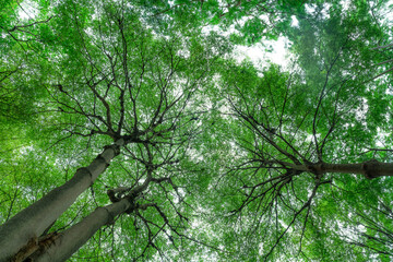 Fototapeta premium Selective focus on tree in park. Bottom view of tree trunk to green leaves of tree in tropical forest. Fresh environment in park. Green plant give oxygen in summer garden. Breath fresh air concept.