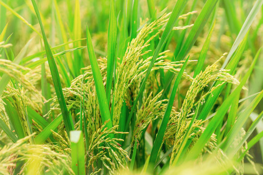 Selective focus on rice and green leaves. Rice plantation. Rice price in the world market concept. Rice diseases and agricultural pesticide concept. Paddy field. Plant cultivation. Fungal diseases.