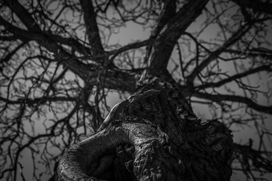 Bottom view of leafless tree. Looking up view of dead tree. Silhouette dead tree on dark dramatic sky background for scary or death. Halloween day background. Hopeless, despair, and lament concept.