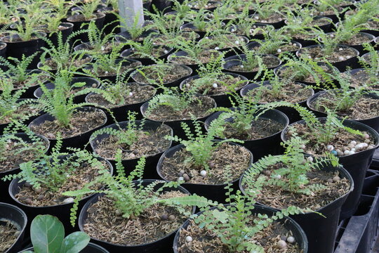 Lemon Button Fern, Nephrolepis cordifolia Duffii pet safe houseplant