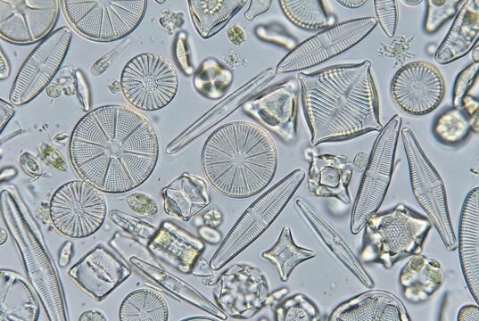 Extreme close up of microscopic marine algae diatoms with symmetrical patterns