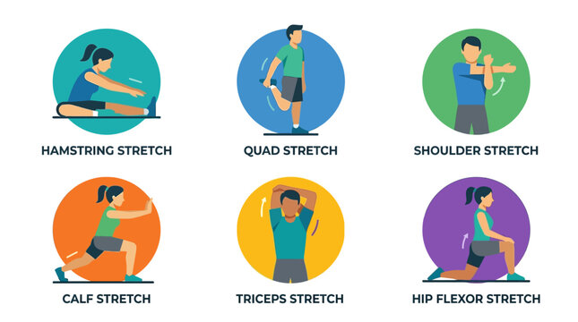 Vector infographic of basic stretching exercises for fitness and flexibility.