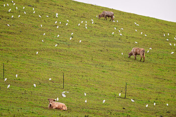 Cattle and cattle egrets on the rolling hills of the Atherton Tablelands © Cynthia