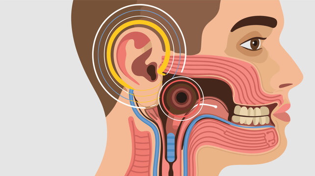 Human head profile diagram showing internal ear throat and vocal tract anatomy for auditory and speech pathology.
