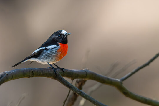 Male scarlet robin (Petroica boodang), Capertee valley, NSW. 