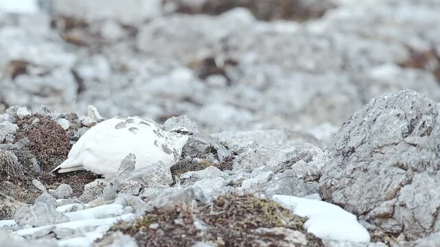 Wild Alps in the autumn season, rock ptarmigan eats seeds on stony ground (Lagopus muta)