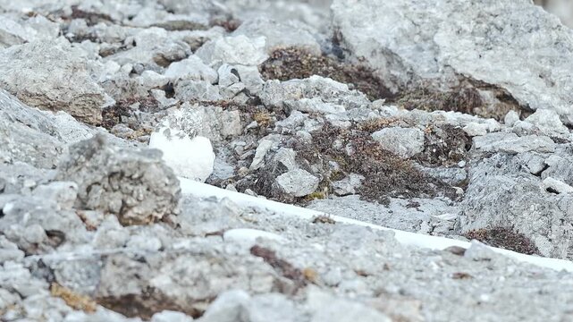 It's time to clean, the rock ptarmigan in the autumn season (Lagopus muta)