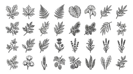 Vintage Hand Drawn Botanical Illustration Set of Diverse Plant Elements © IFFA