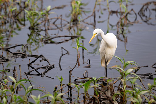 Eastern great egret wading in a shallow lake