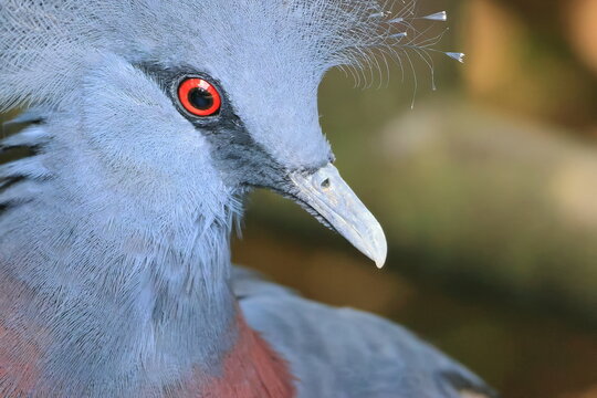 オウギバト