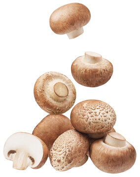 Heap of brown button mushrooms isolated