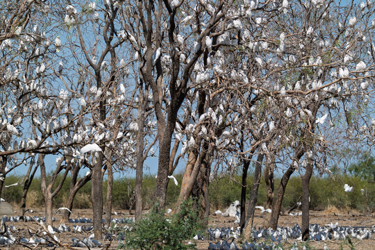 Massive flock of little corella birds in outback Australia