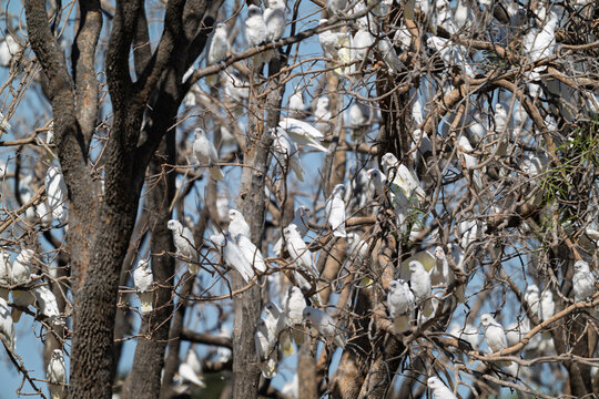 Massive flock of little corella birds in outback Australia