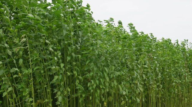 Tall Jute Plants with Lush Foliage Swaying in Strong Wind