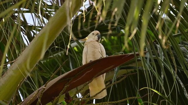 Low angle shot of the world's rarest cockatoo, the Abbott's yellow-crested cockatoo, in the wild of Masalembu.