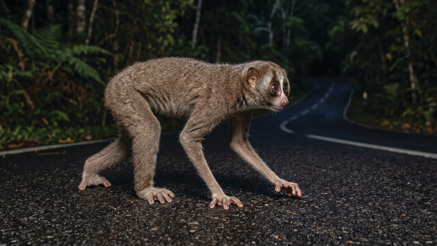 Slender Loris Crossing a Sri Lankan Highway &ndash; Ultra Realistic Wildlife Photography