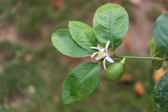 Green lemon and blossom on citrus tree branch