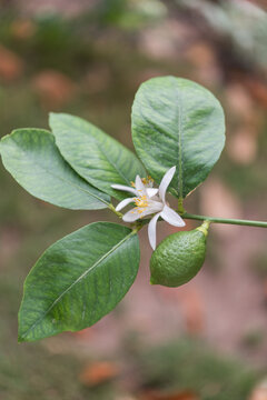 Green lemon with blossom on tree branch, vertical